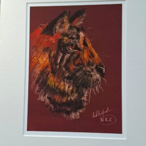 Majestic Tiger's Gaze